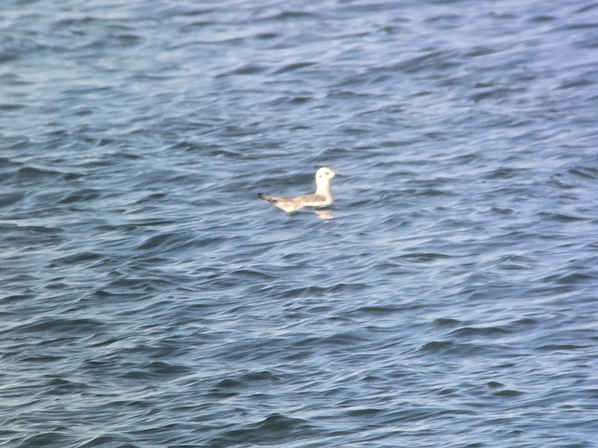 Bonaparte's Gull - ML646368041