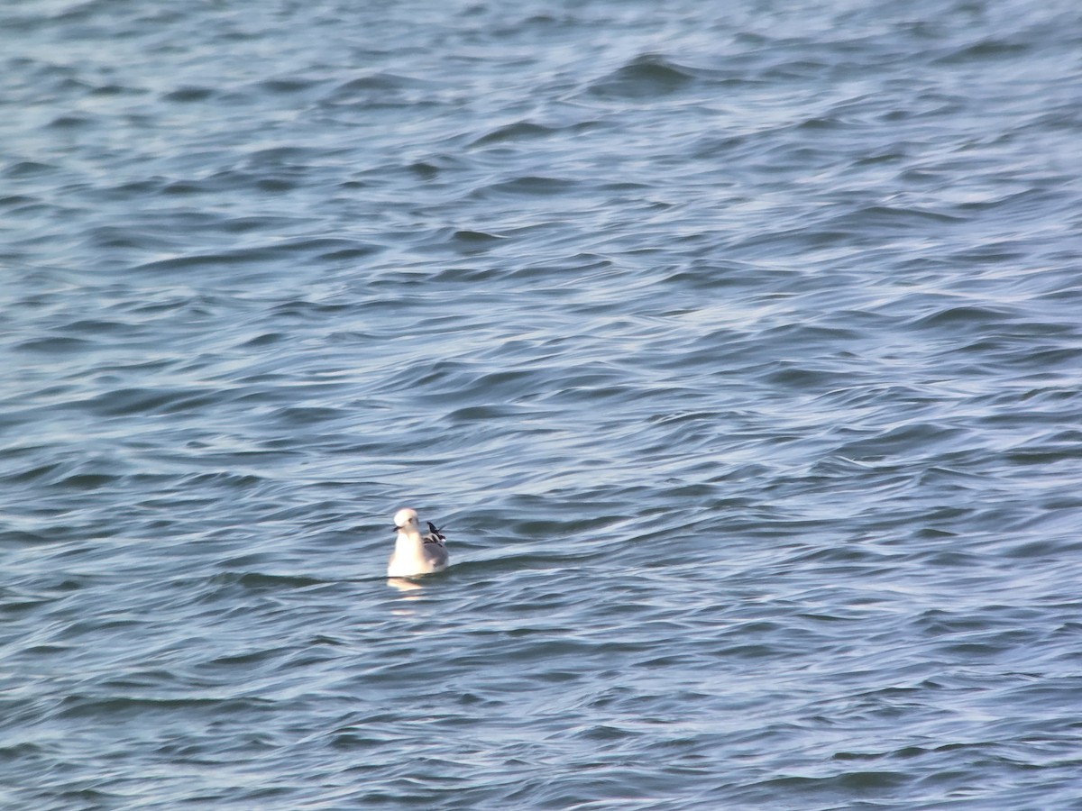 Bonaparte's Gull - ML646368042