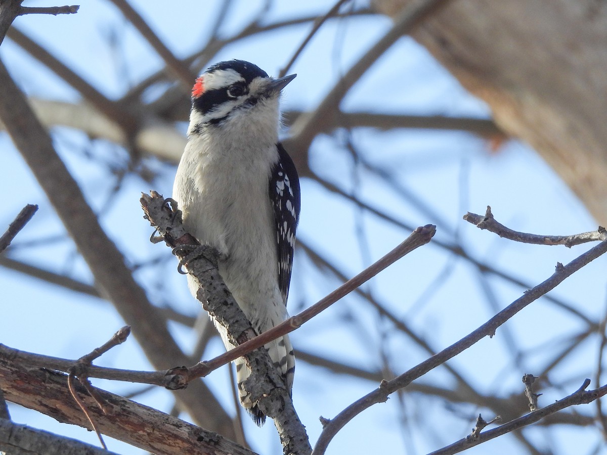 Downy Woodpecker - ML646368043