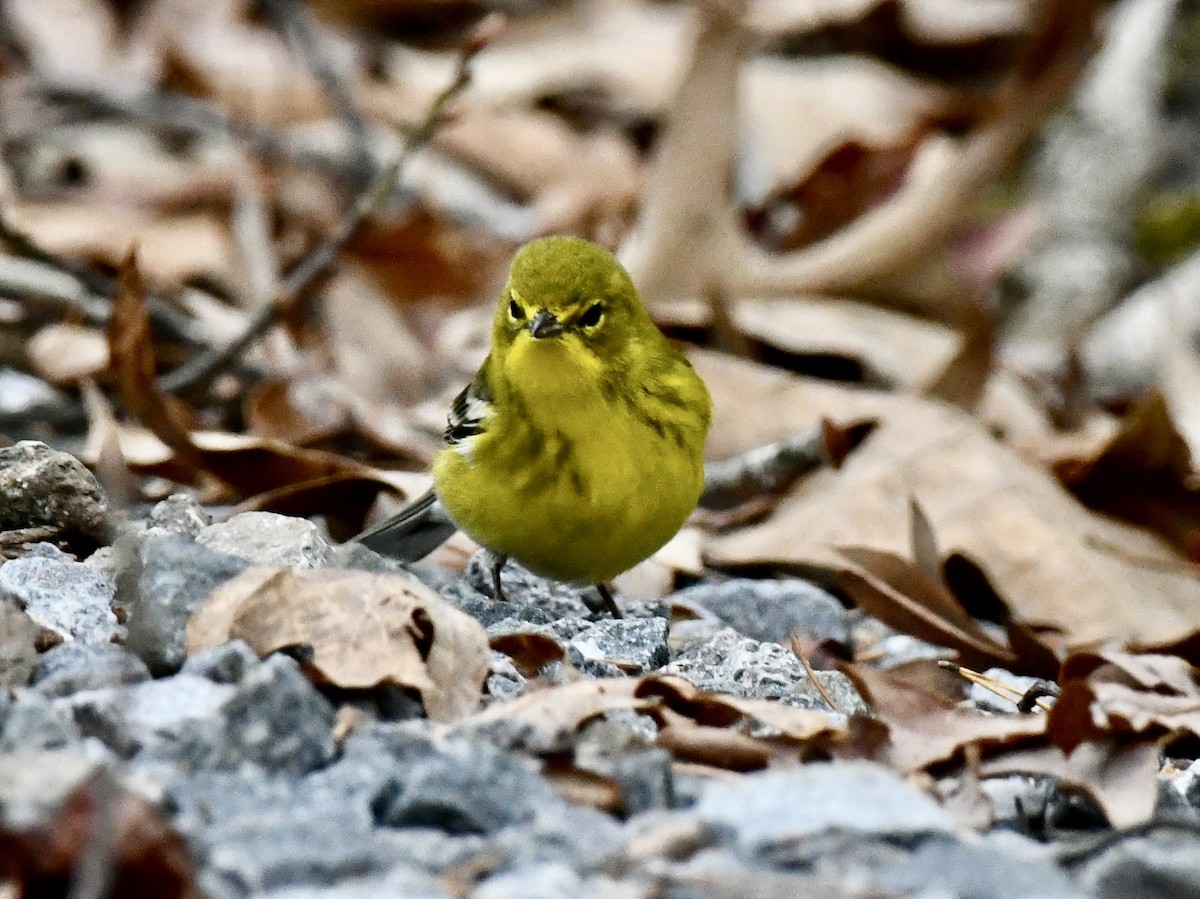Pine Warbler - ML646368045