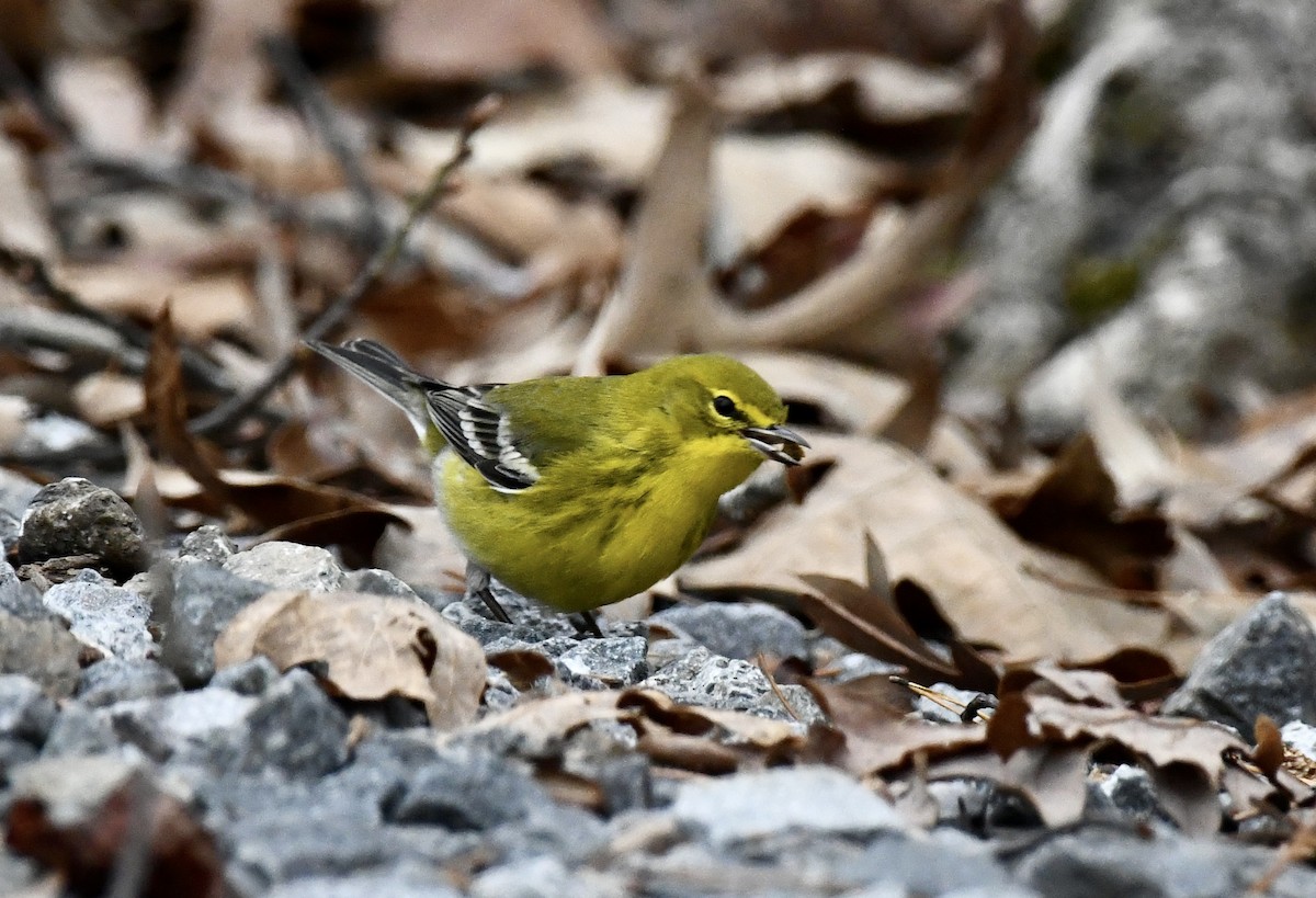 Pine Warbler - ML646368046