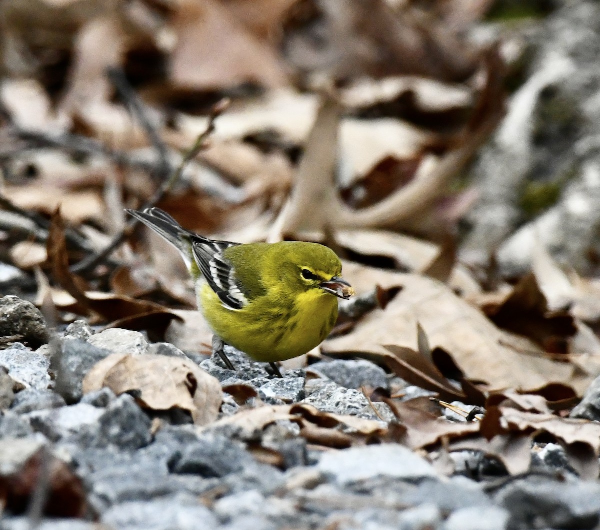 Pine Warbler - ML646368047
