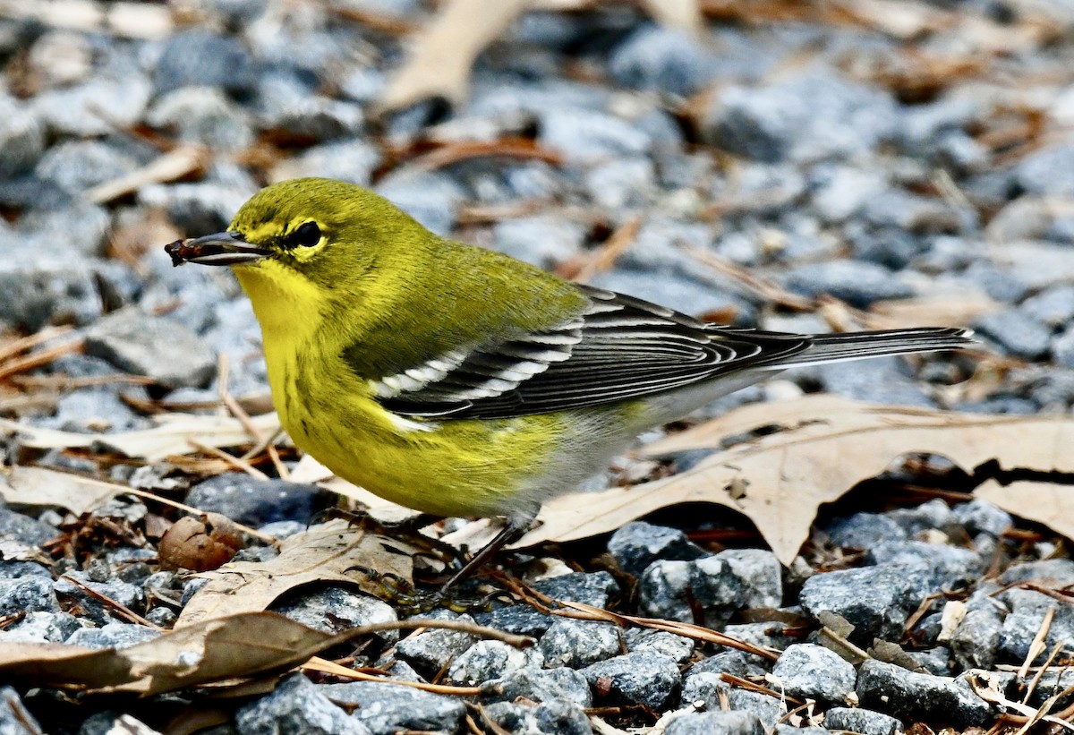 Pine Warbler - ML646368048