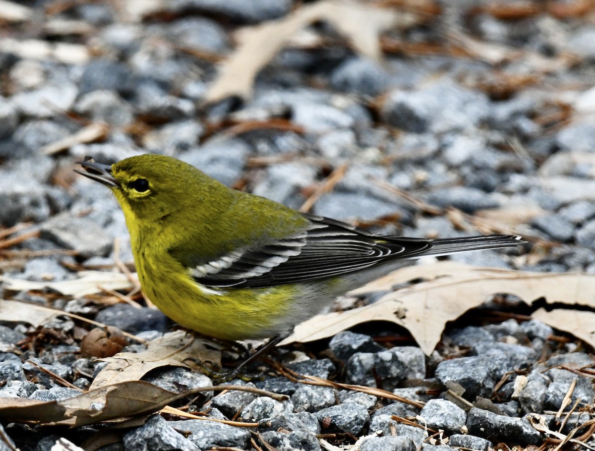 Pine Warbler - ML646368049