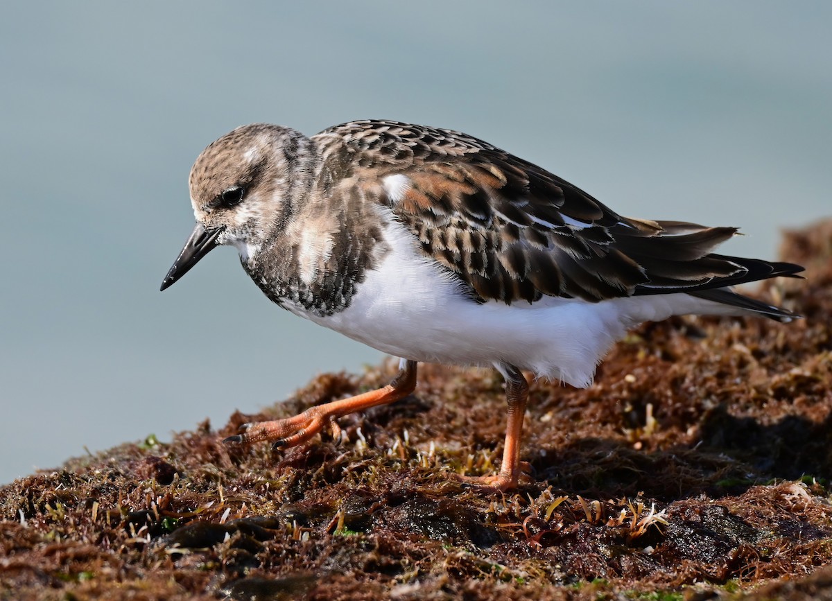 Ruddy Turnstone - ML646368053