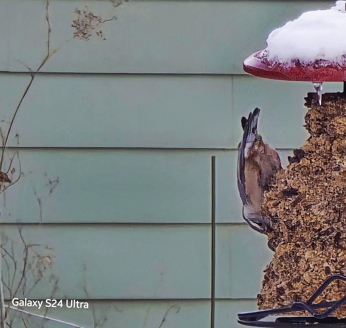 Beyaz Göğüslü Sıvacı - ML646368054