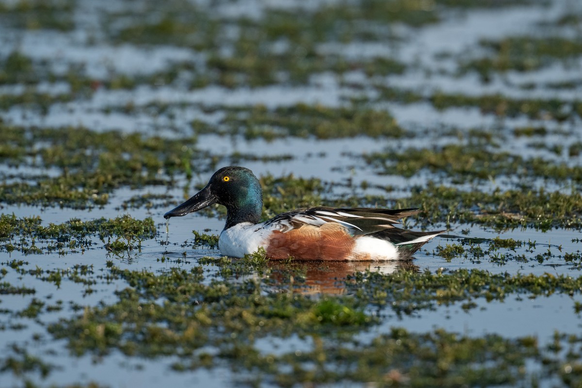 Northern Shoveler - ML646368060