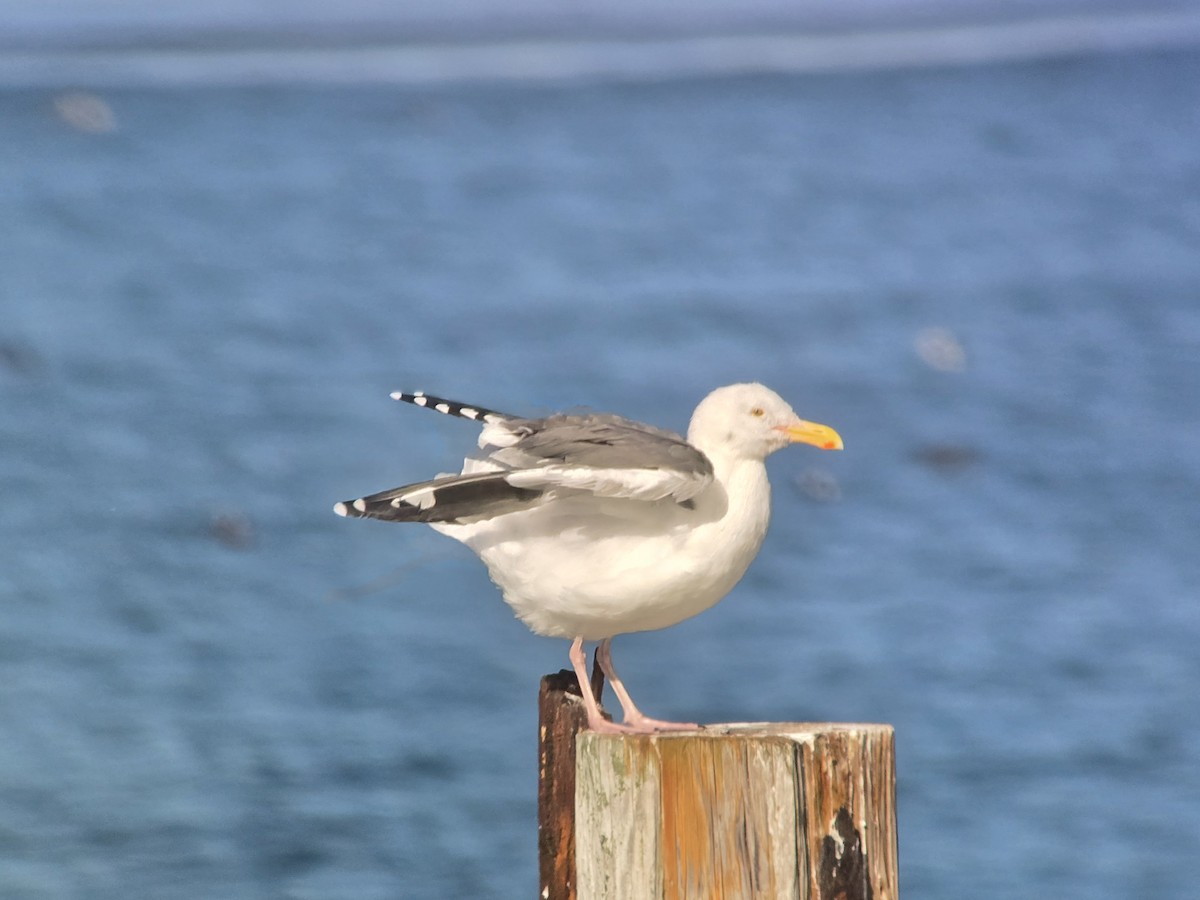 Western Gull - ML646368061