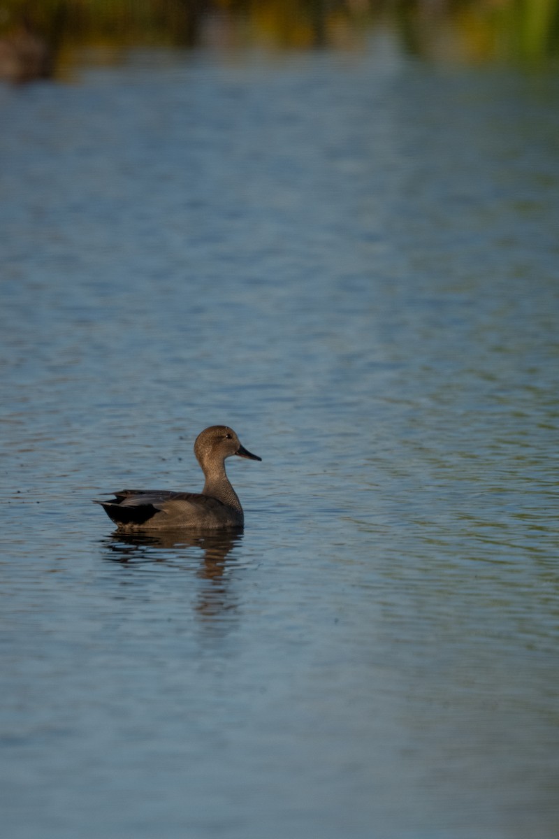 オカヨシガモ - ML646368062