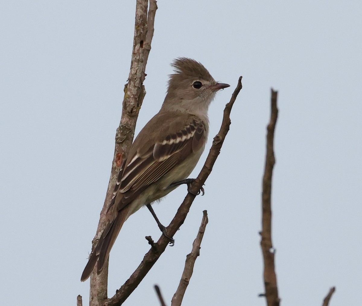 Yellow-bellied Elaenia - ML646368063