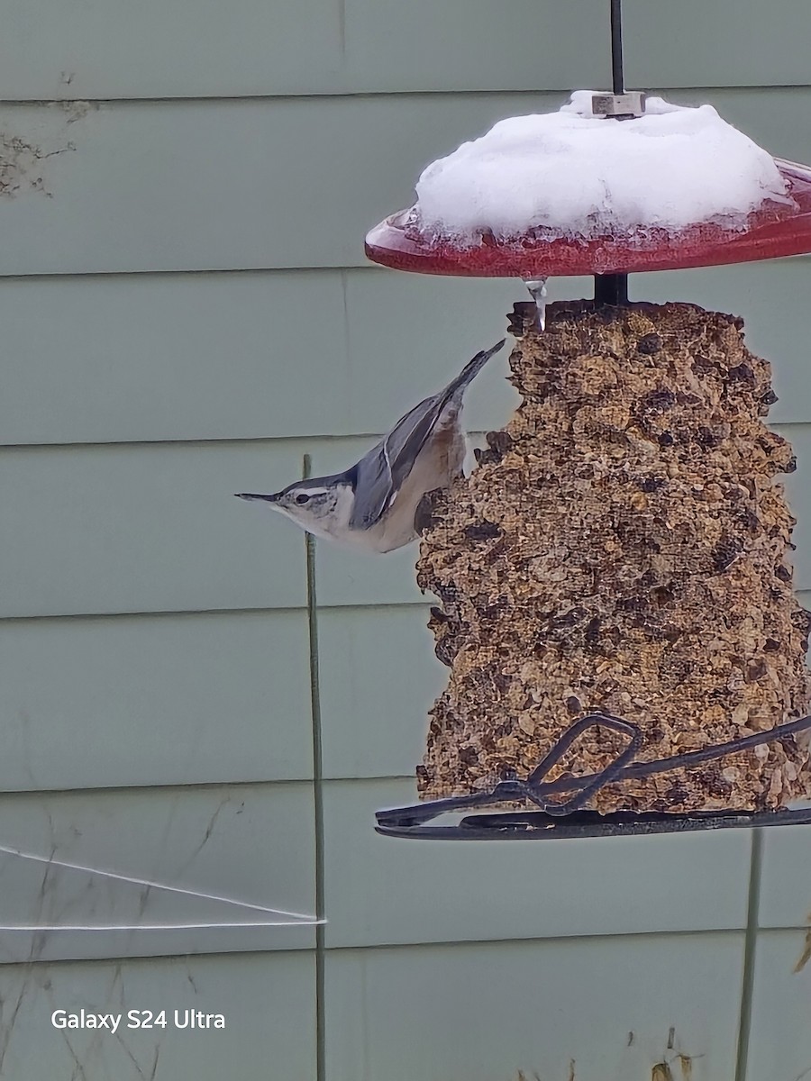 Sittelle à poitrine blanche - ML646368067