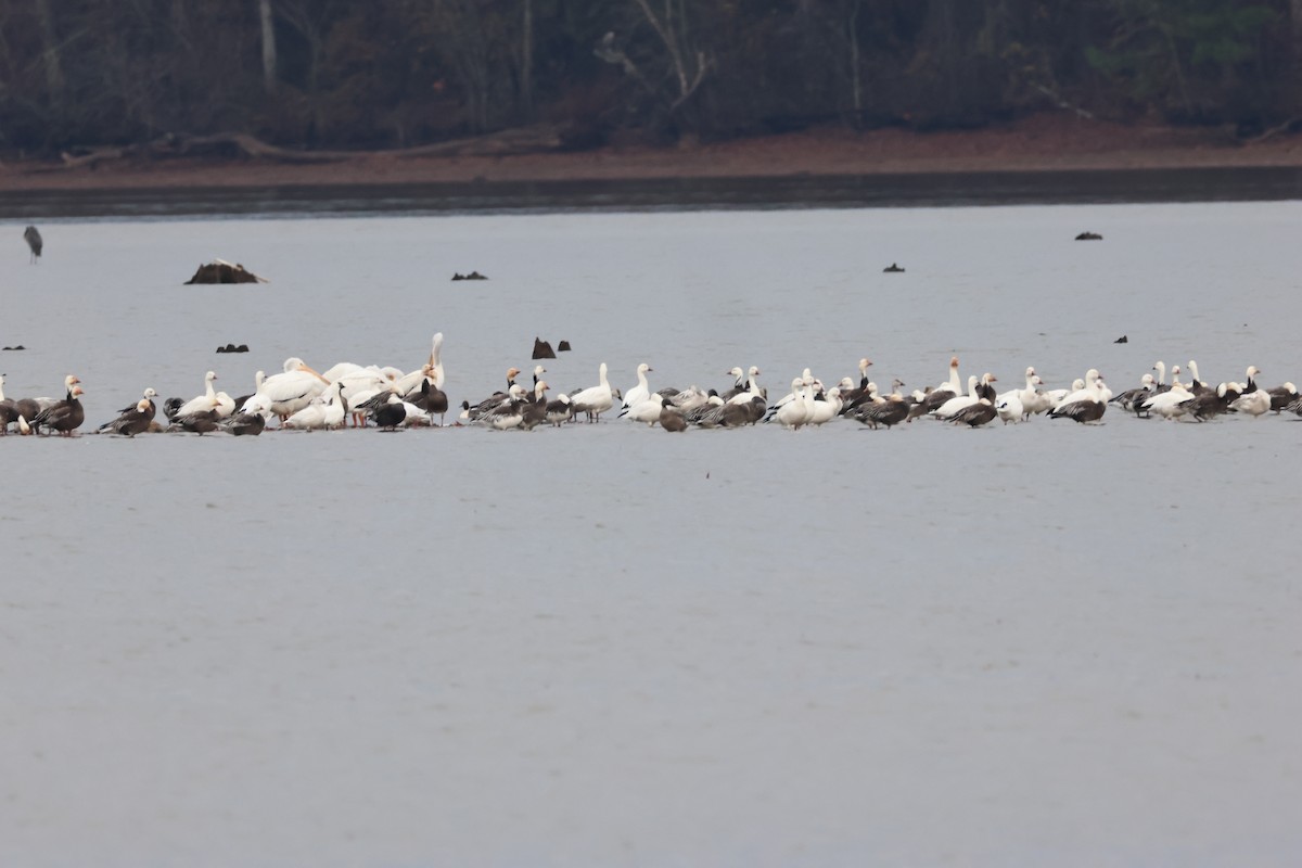 Snow Goose - ML646368068