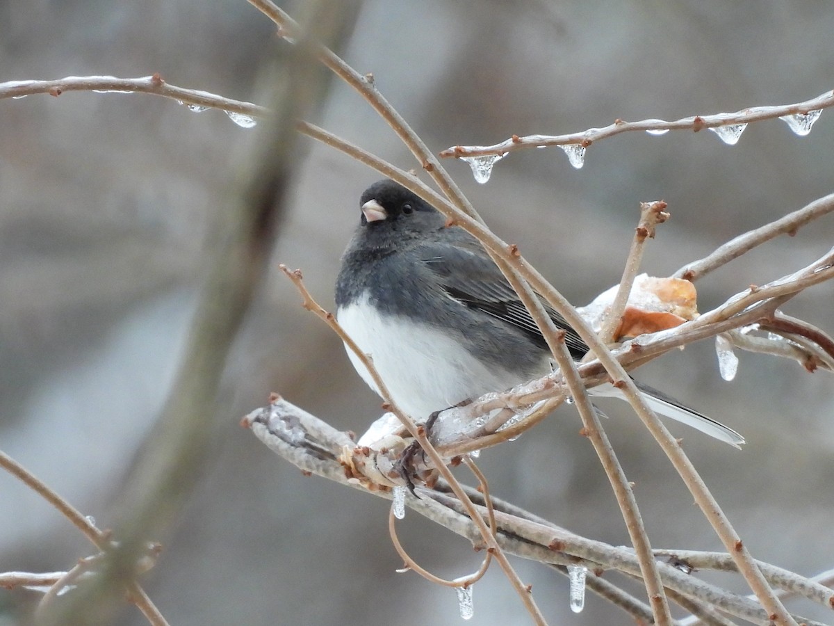 Dark-eyed Junco - ML646368069