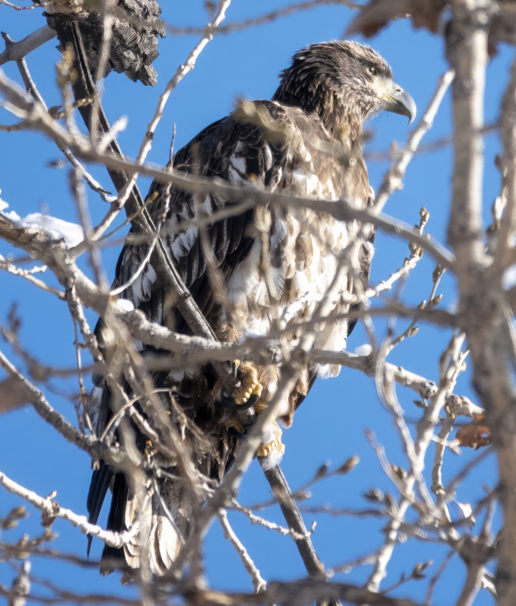 Bald Eagle - ML646368070