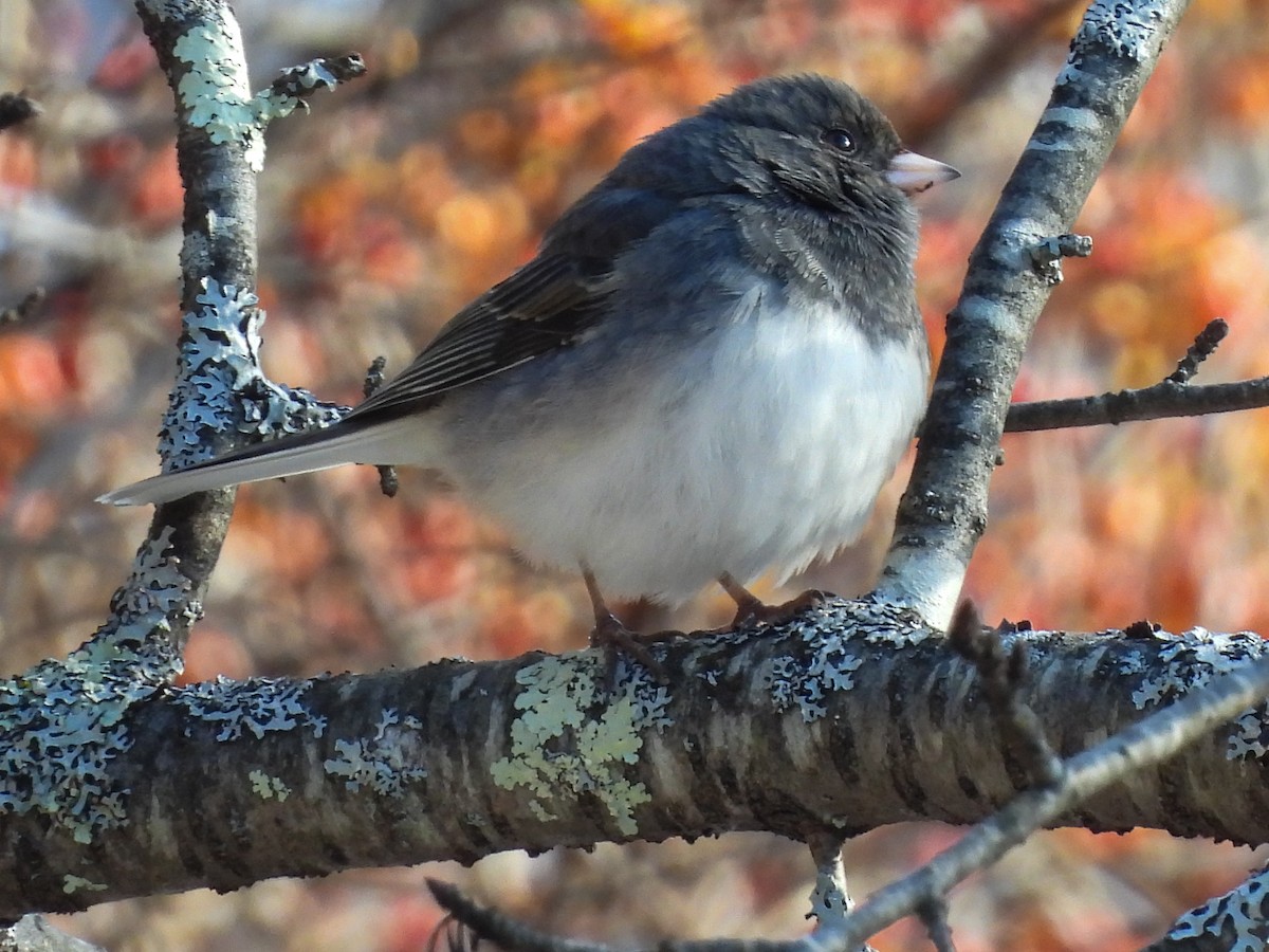 Dark-eyed Junco - ML646368072