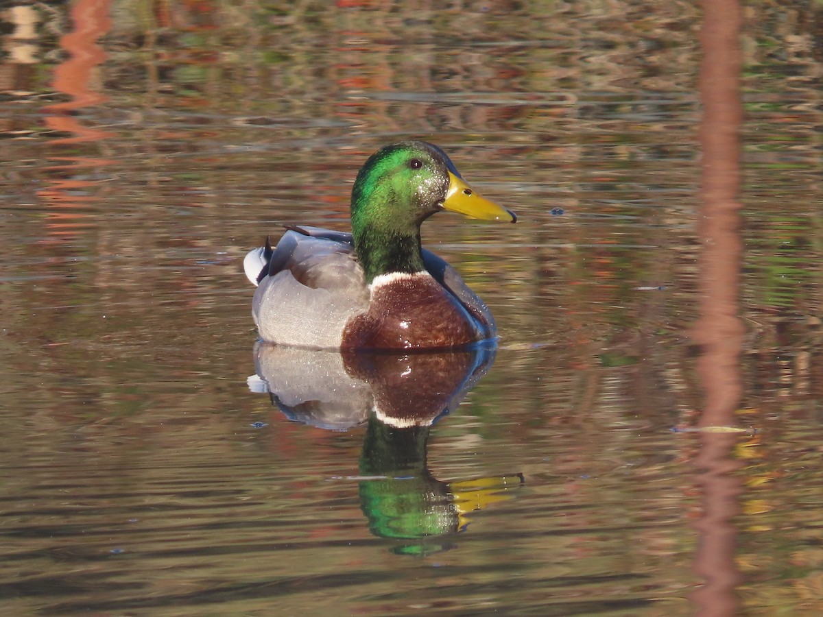 Mallard - ML646368073