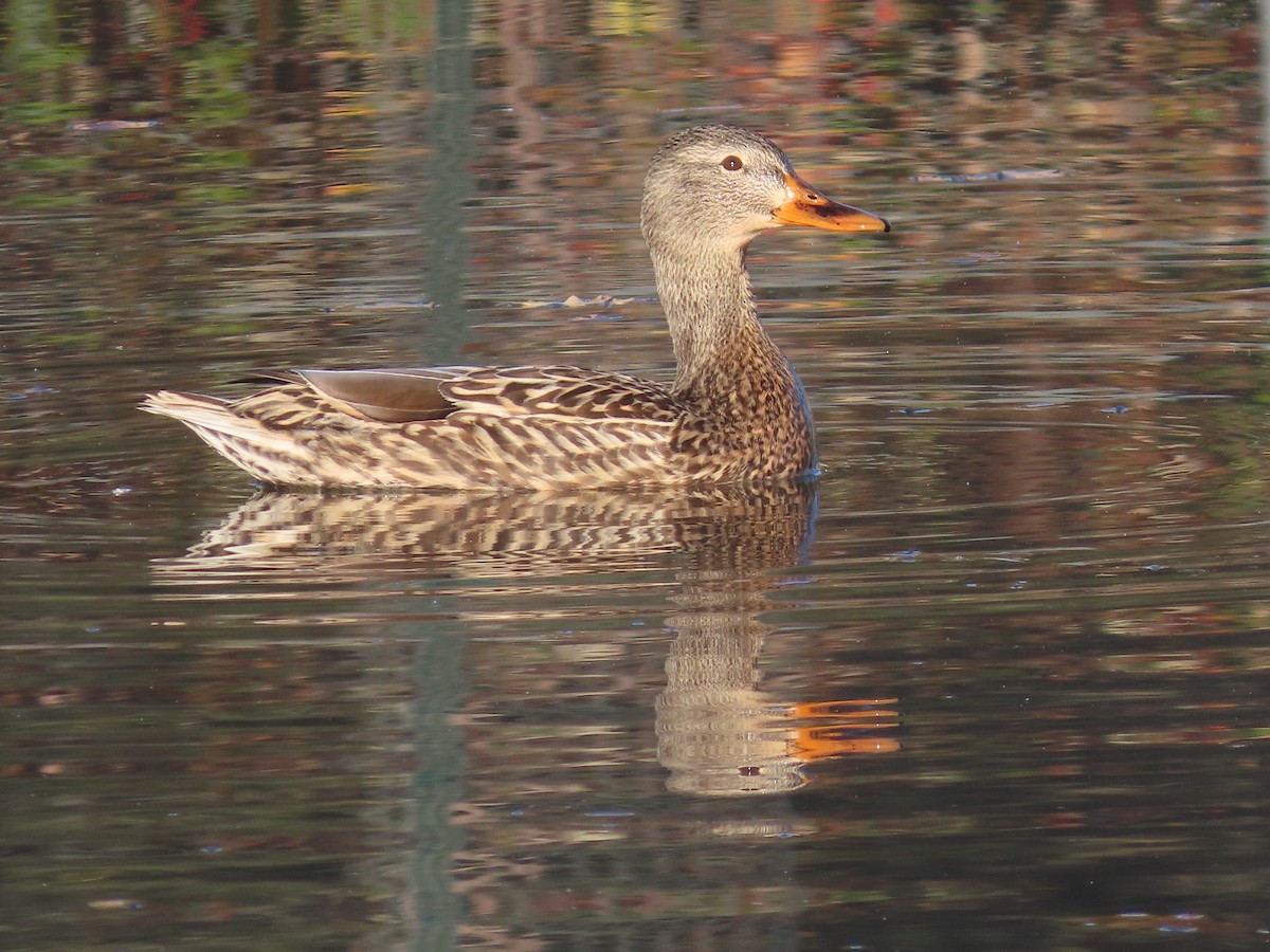 Mallard - ML646368074