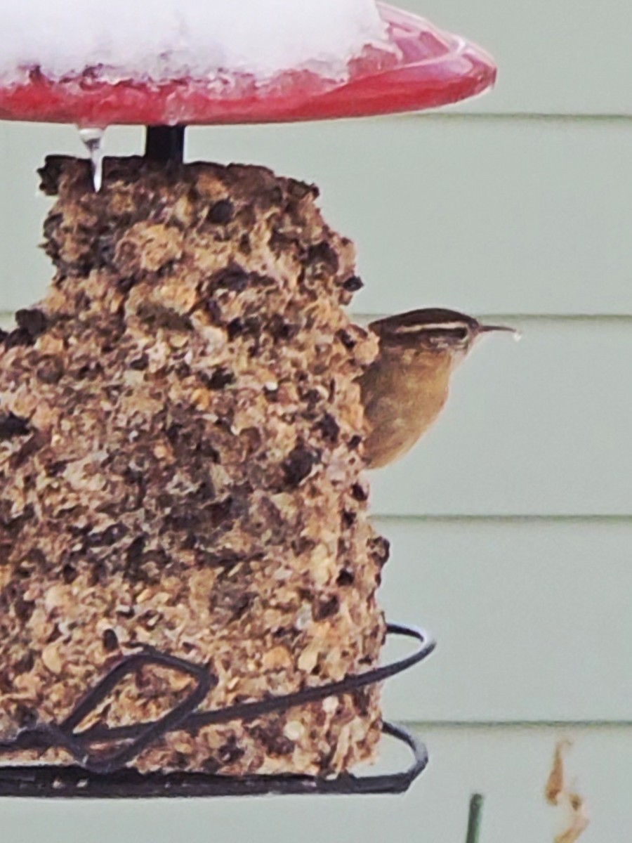 Carolina Wren - ML646368075