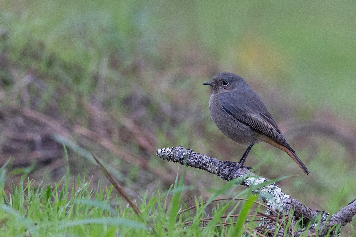 Black Redstart - ML646368077