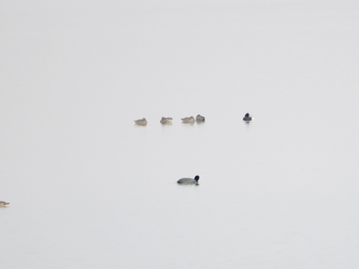 Green-winged Teal - ML646368078