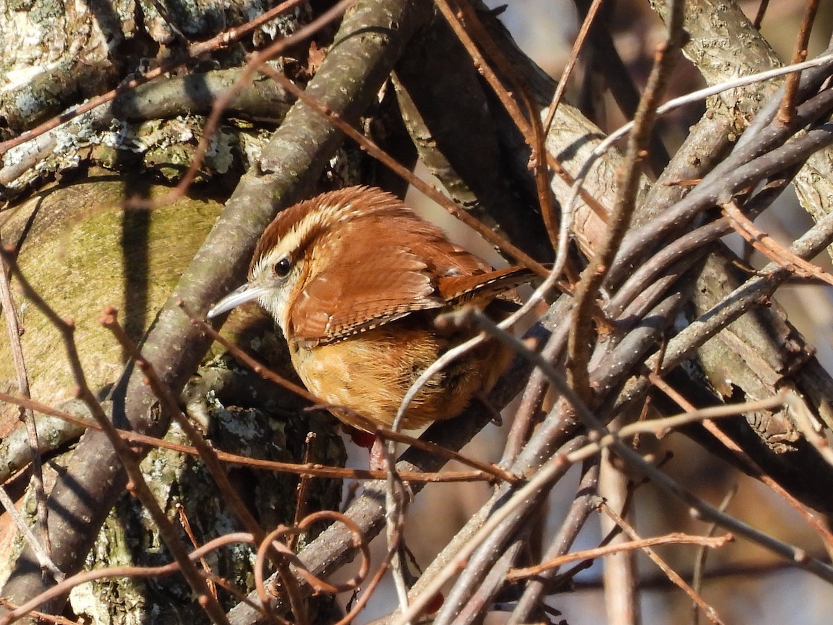 Carolina Wren - ML646368079