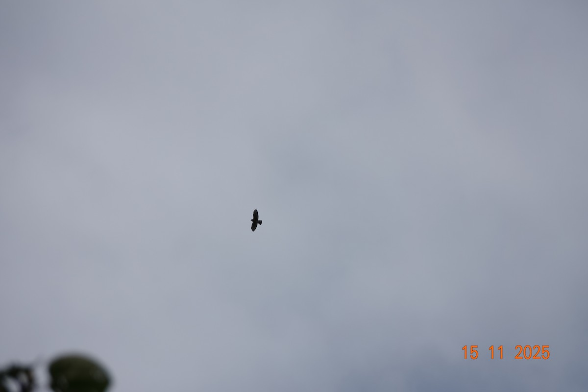 Broad-winged Hawk - ML646368080