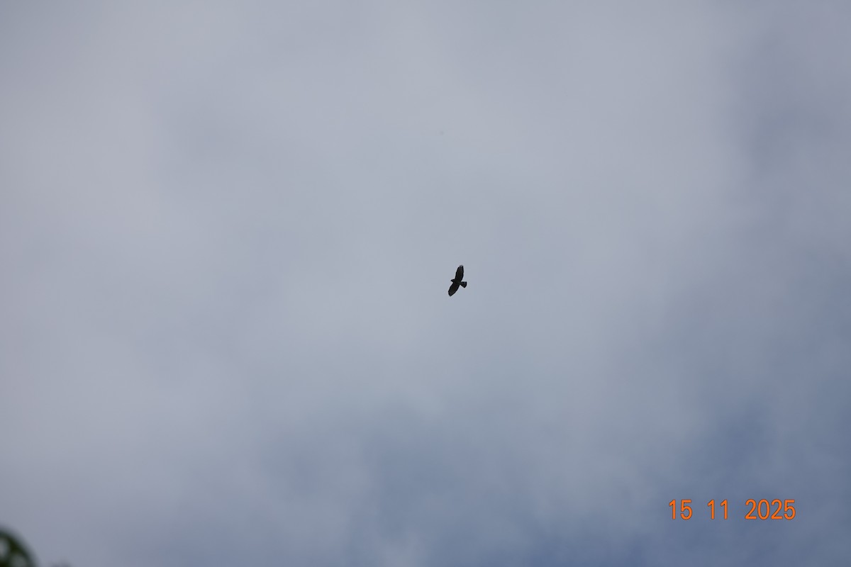 Broad-winged Hawk - ML646368081