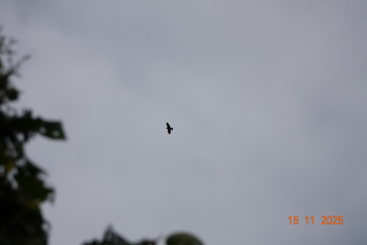 Broad-winged Hawk - ML646368082