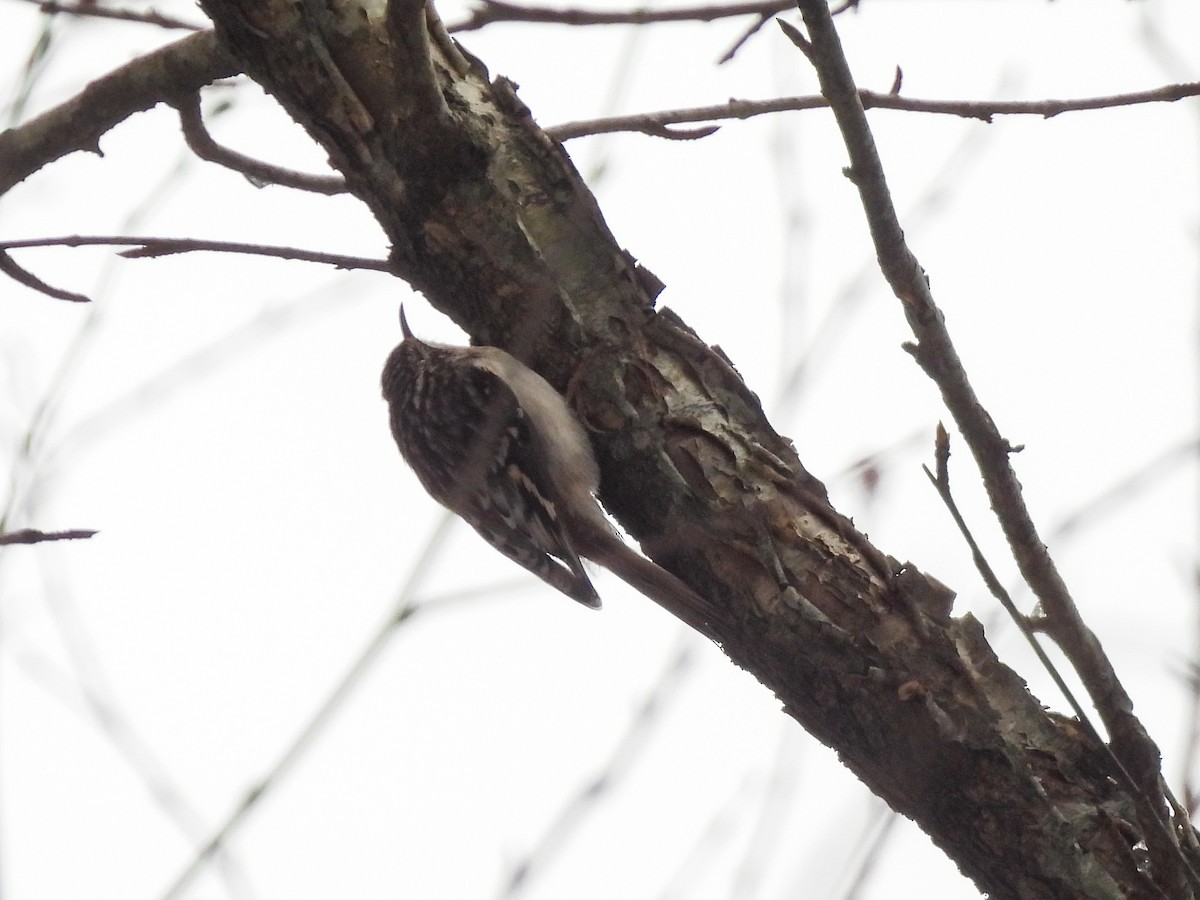 Brown Creeper - ML646368085
