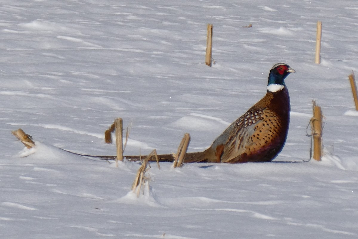 Ring-necked Pheasant - ML646368086