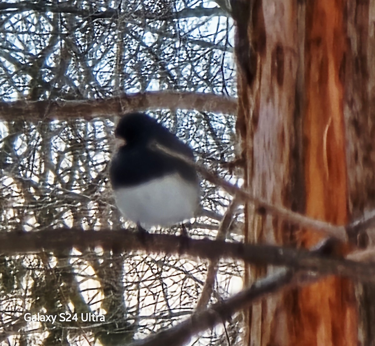 Kara Gözlü Junko - ML646368087