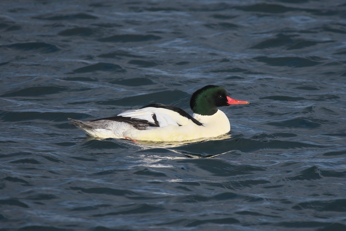 Common Merganser - ML646368089