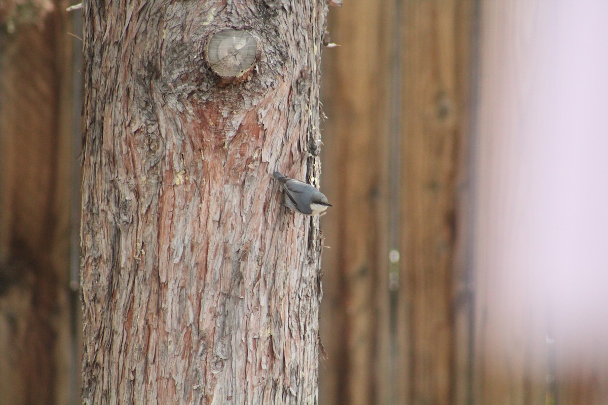 Pygmy Nuthatch - ML646368090