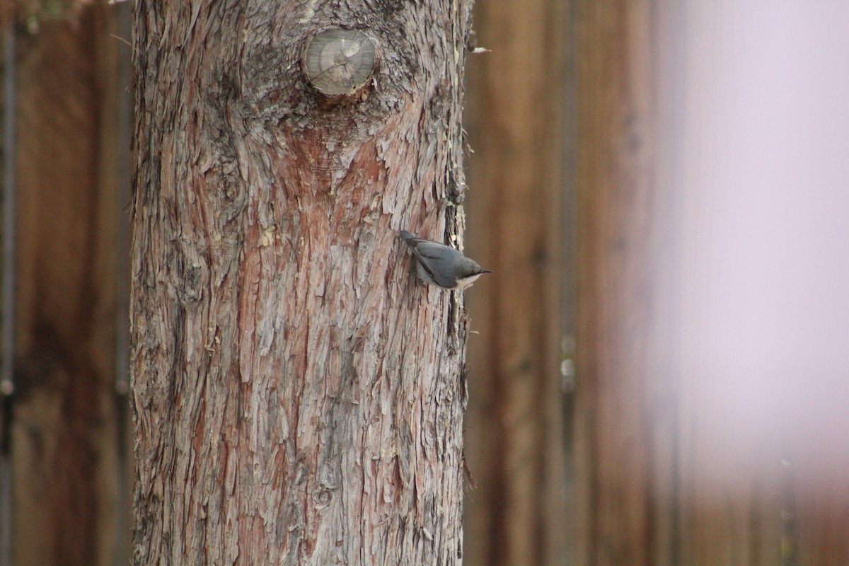 Pygmy Nuthatch - ML646368091
