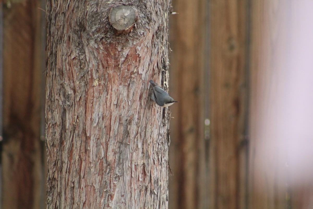 Pygmy Nuthatch - ML646368092