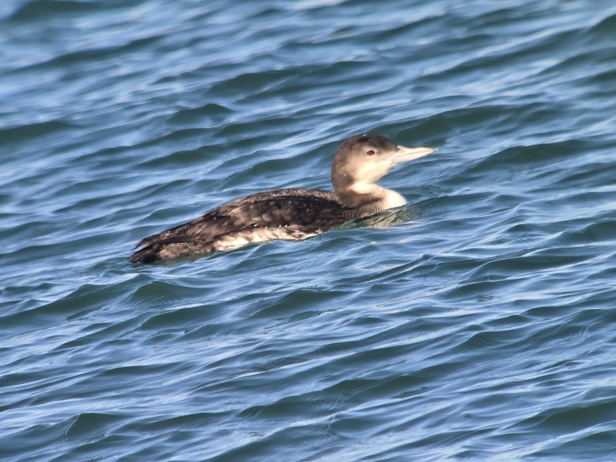 Common Loon - ML646368093