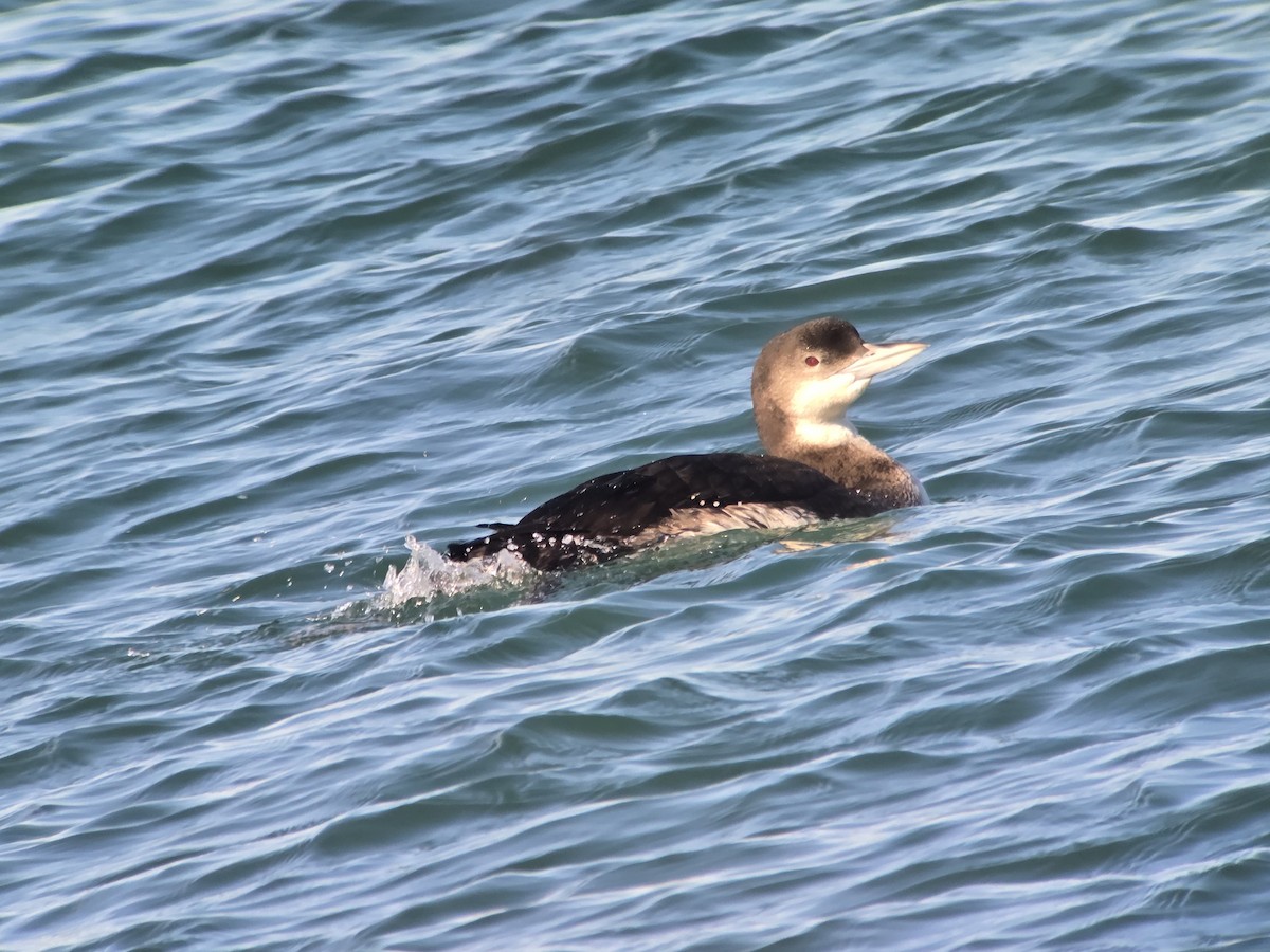 Common Loon - ML646368094