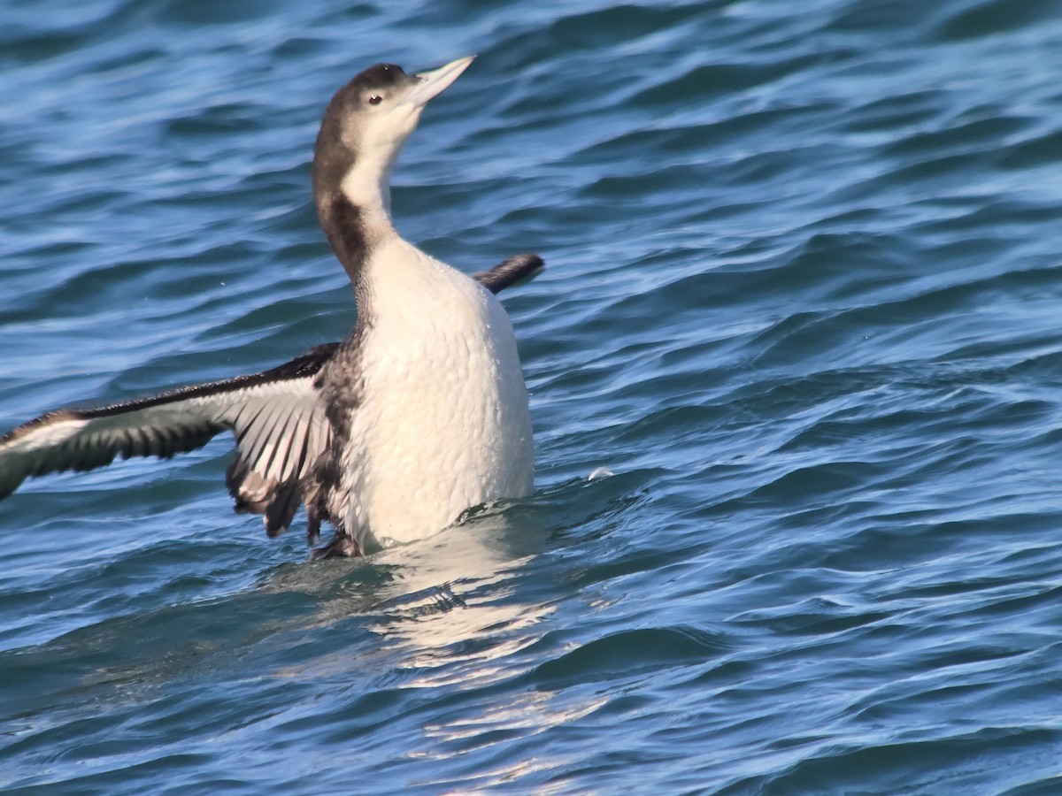 Common Loon - ML646368095