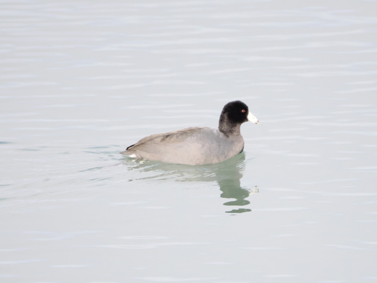 American Coot - ML646368102