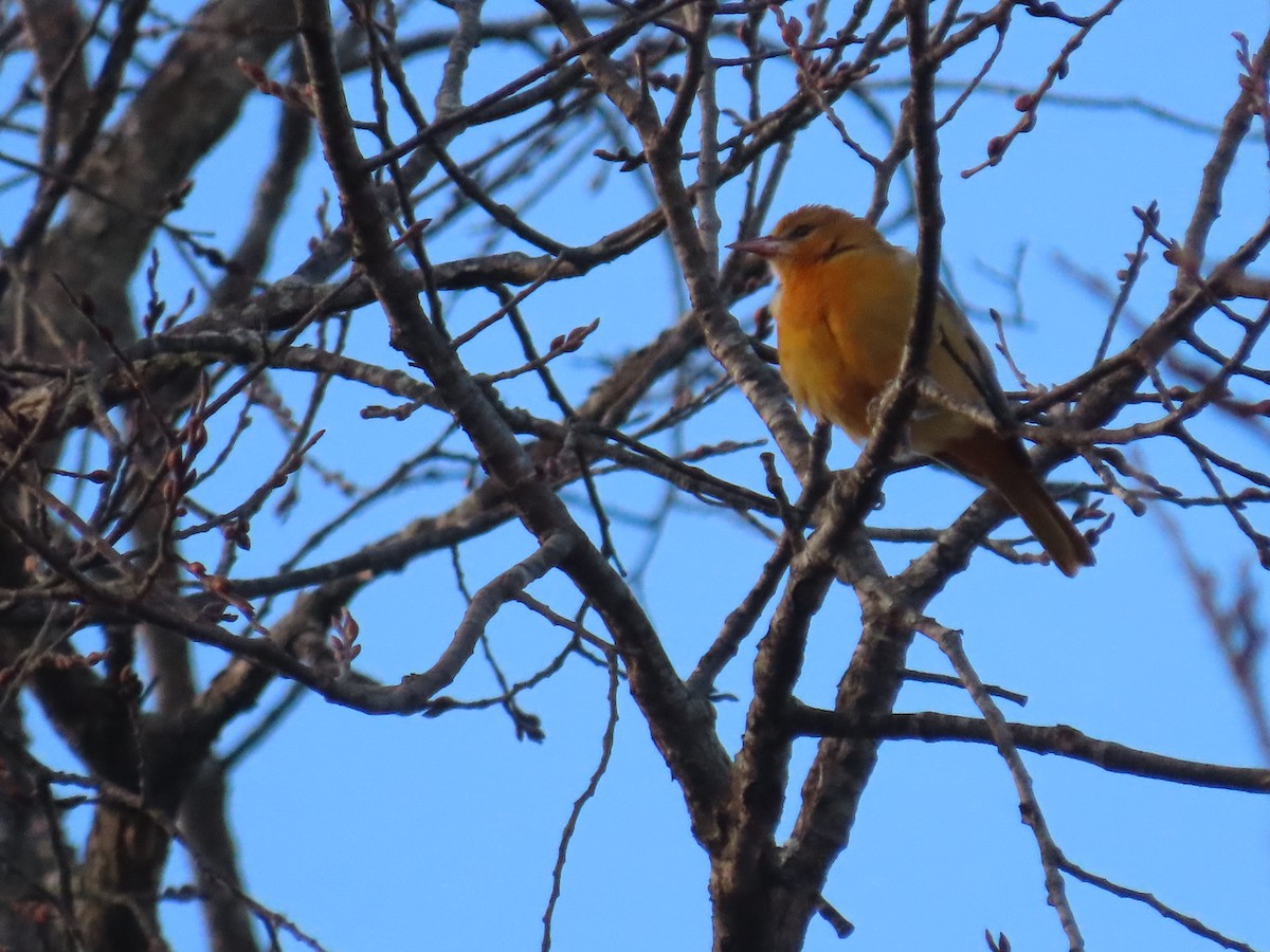 Baltimore Oriole - ML646368103