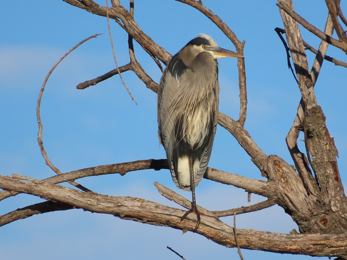 Great Blue Heron - ML646368104