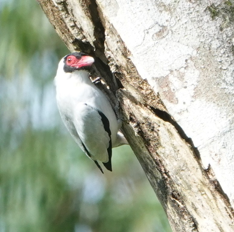 Masked Tityra - ML646368106