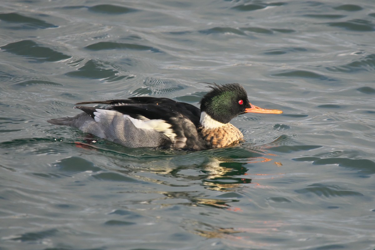 Red-breasted Merganser - ML646368107