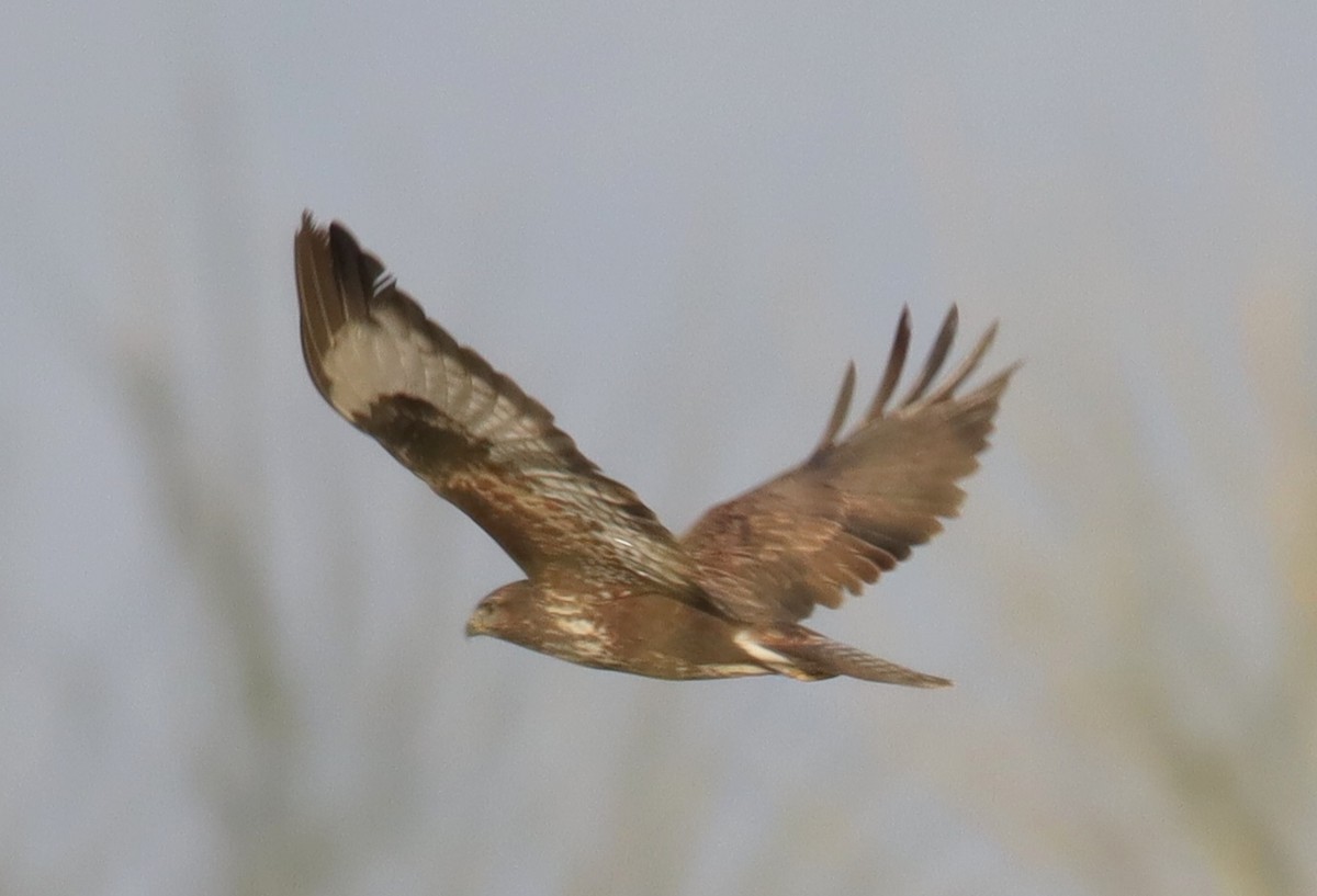 Common Buzzard - ML646368108