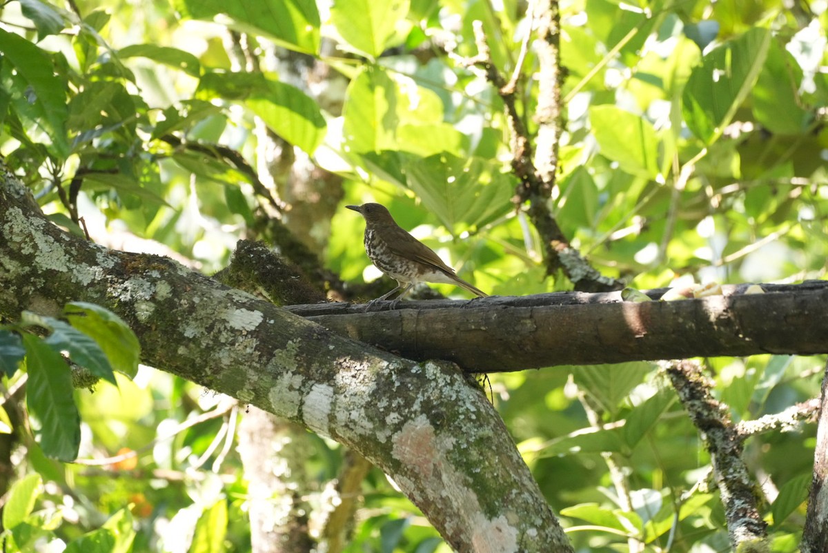 Marañon Thrush - ML646368109