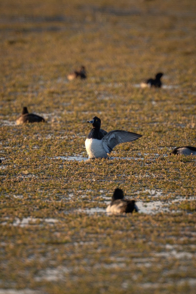 Ring-necked Duck - ML646368110