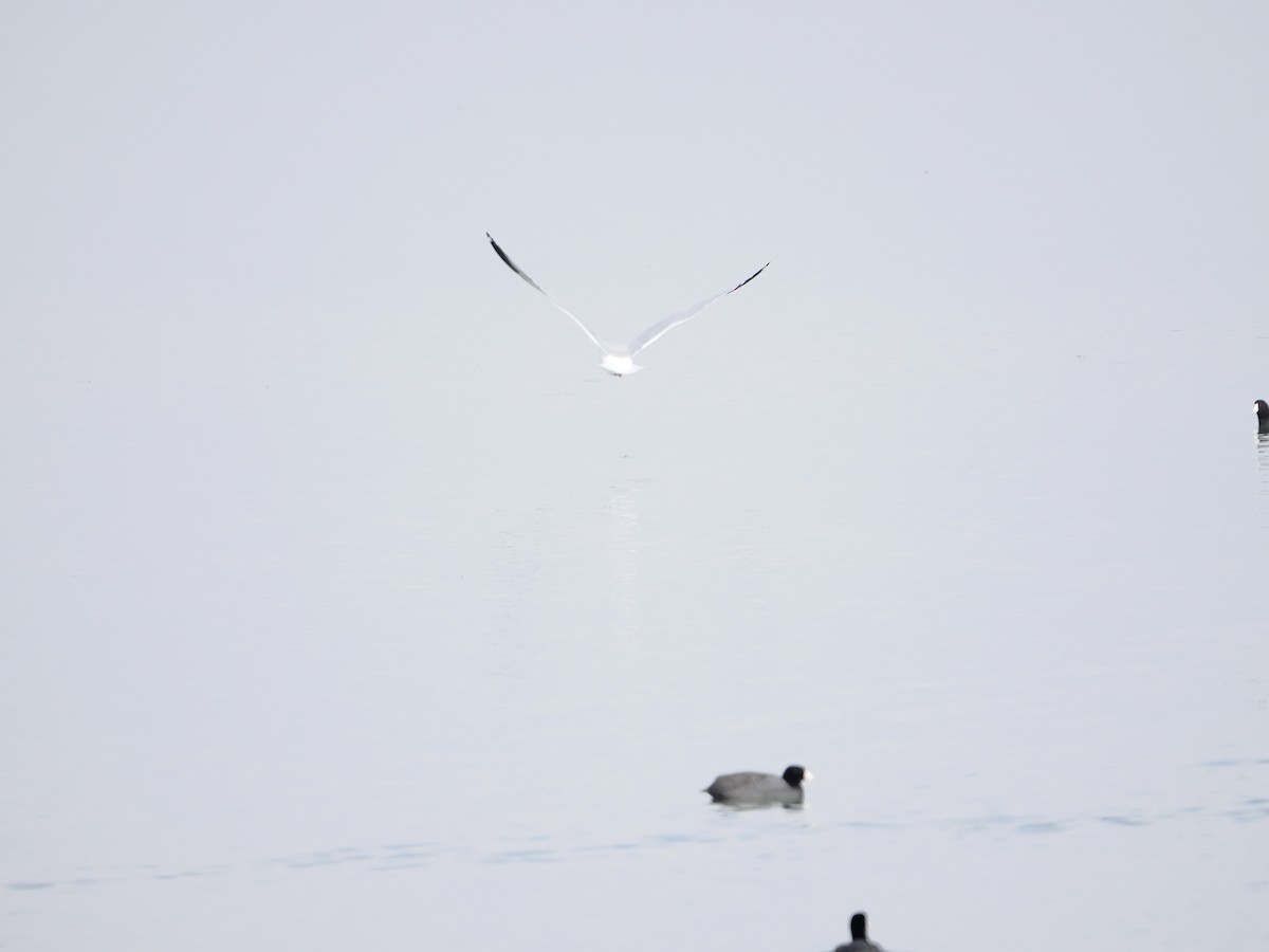 American Herring Gull - ML646368111