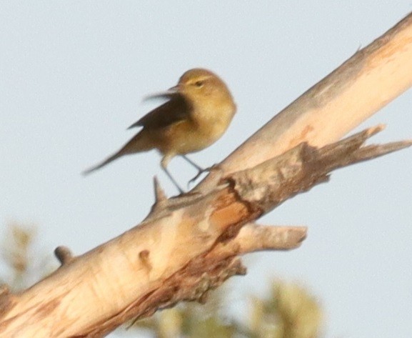 Common Chiffchaff - ML646368114