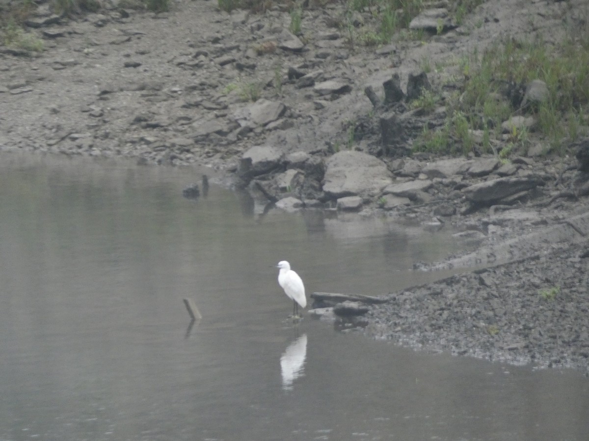 Little Egret - ML646368115