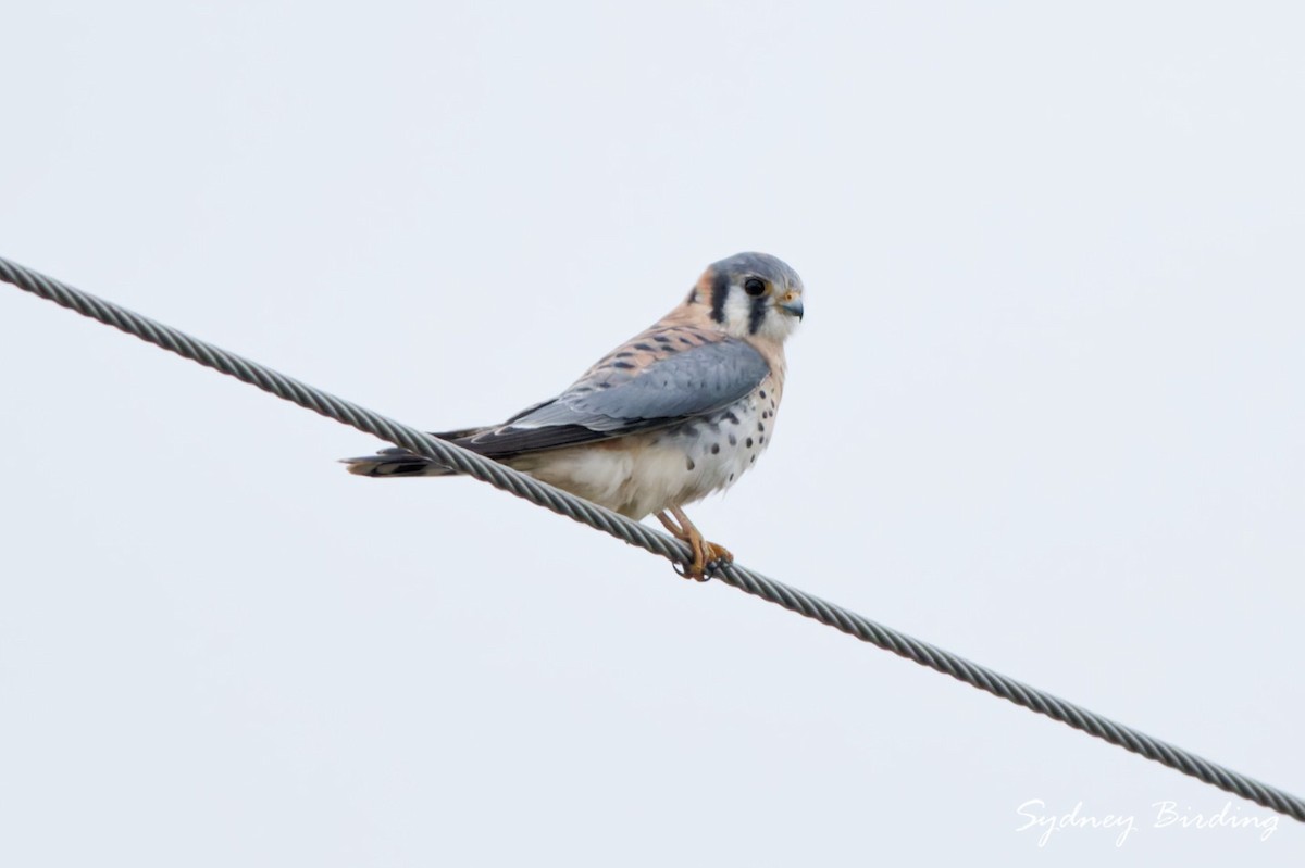 American Kestrel - ML646368116